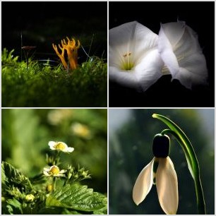 Тузік і гриб