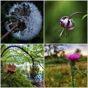 Natureza em estado natural