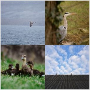 Mlynaříci dlouhoocasý budují hnízdo.