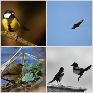 Cygnus olor and joungs