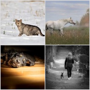 inbound6028804127561004752