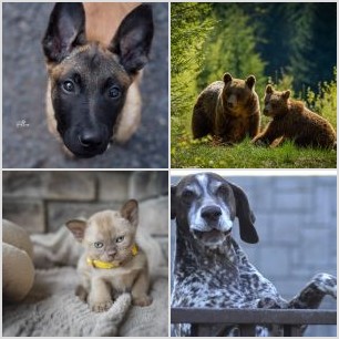 Altaï Massif du Sancy juin 2023 by @NataFranceAuvergne-8955 (4)