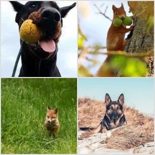 Husky from ChamonixDeus