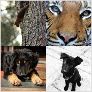 Perro ideal