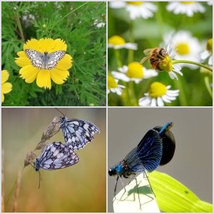 _MG_4764meg_filtered