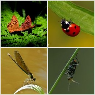 IMG_9116novýmeg_filtered