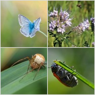 _MG_8445meg_filtered