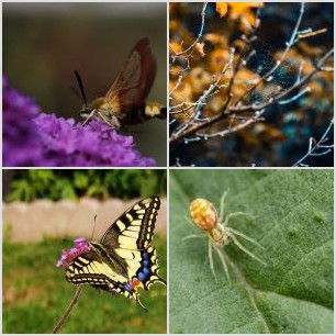 _MG_5266meg_filtered