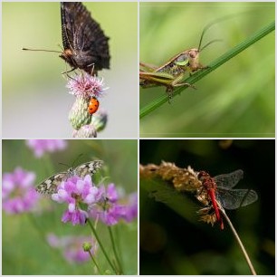 IMG_2061meg_filtered