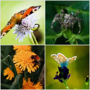 Babočka kopřivová