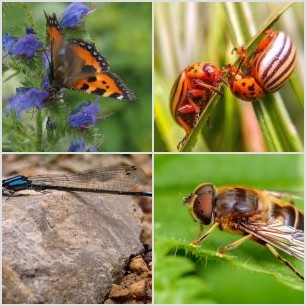 Křižák čtyřskvrný.