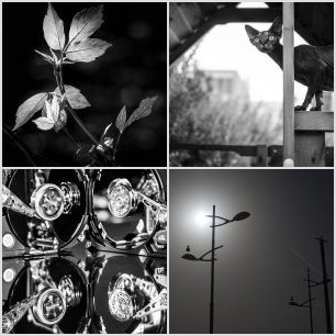 Flowers in the darkness.