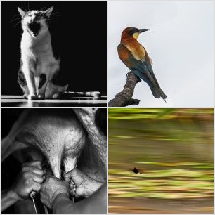 Al vuelo