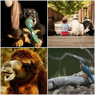 Ledňáček říční