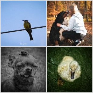 inbound3697348373684577235