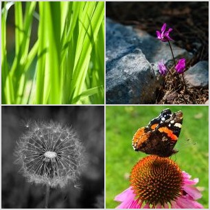 Pusteblume