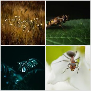 Azul sobre rojo y rosa