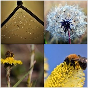 Flowers in the darkness.