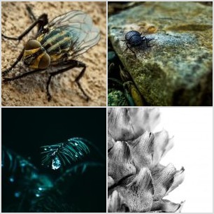 Mosca