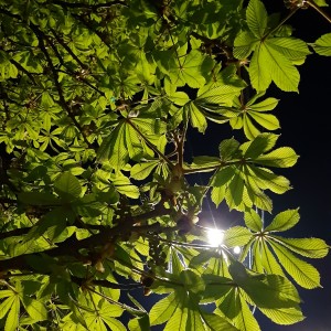 Вечерний каштан