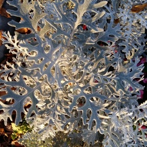 Кружева сенеции