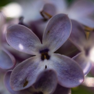 Цветок сирени