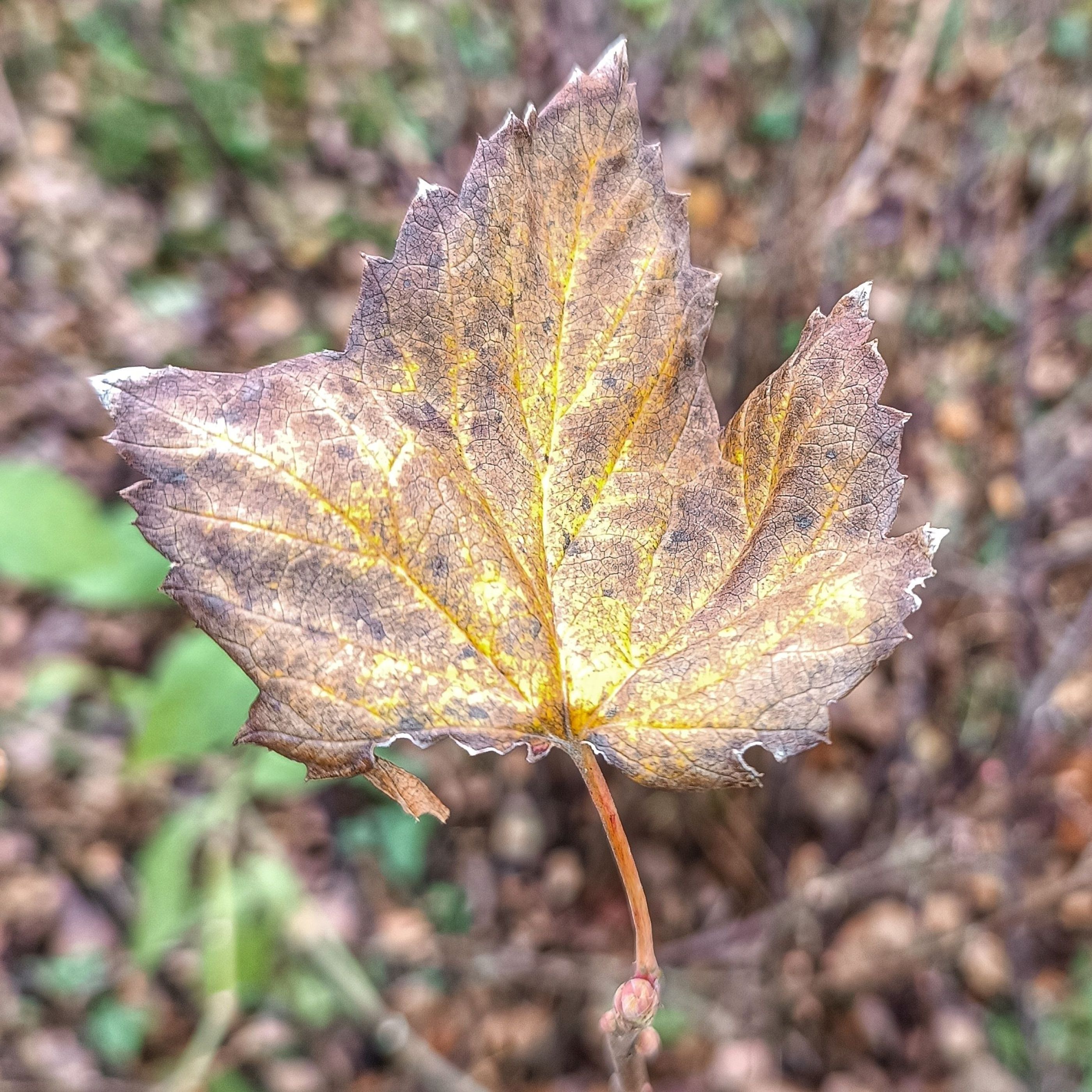 Autumn leaf
