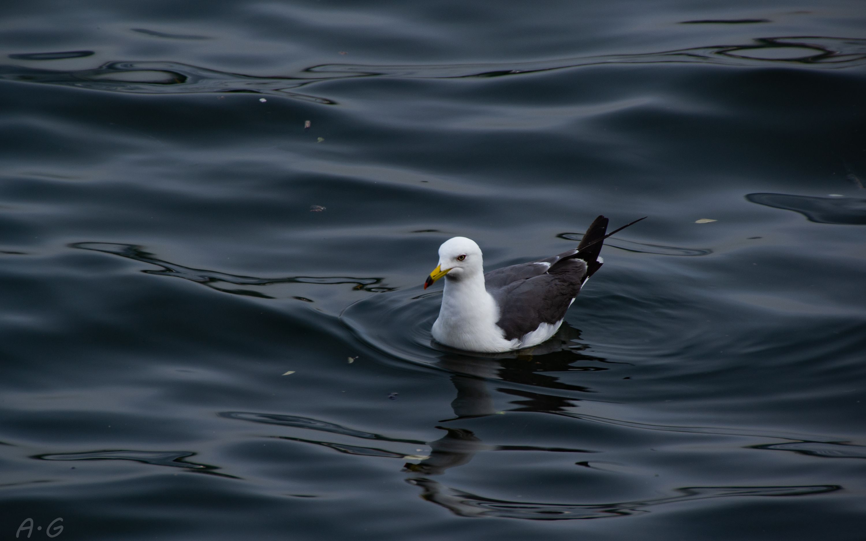 gull