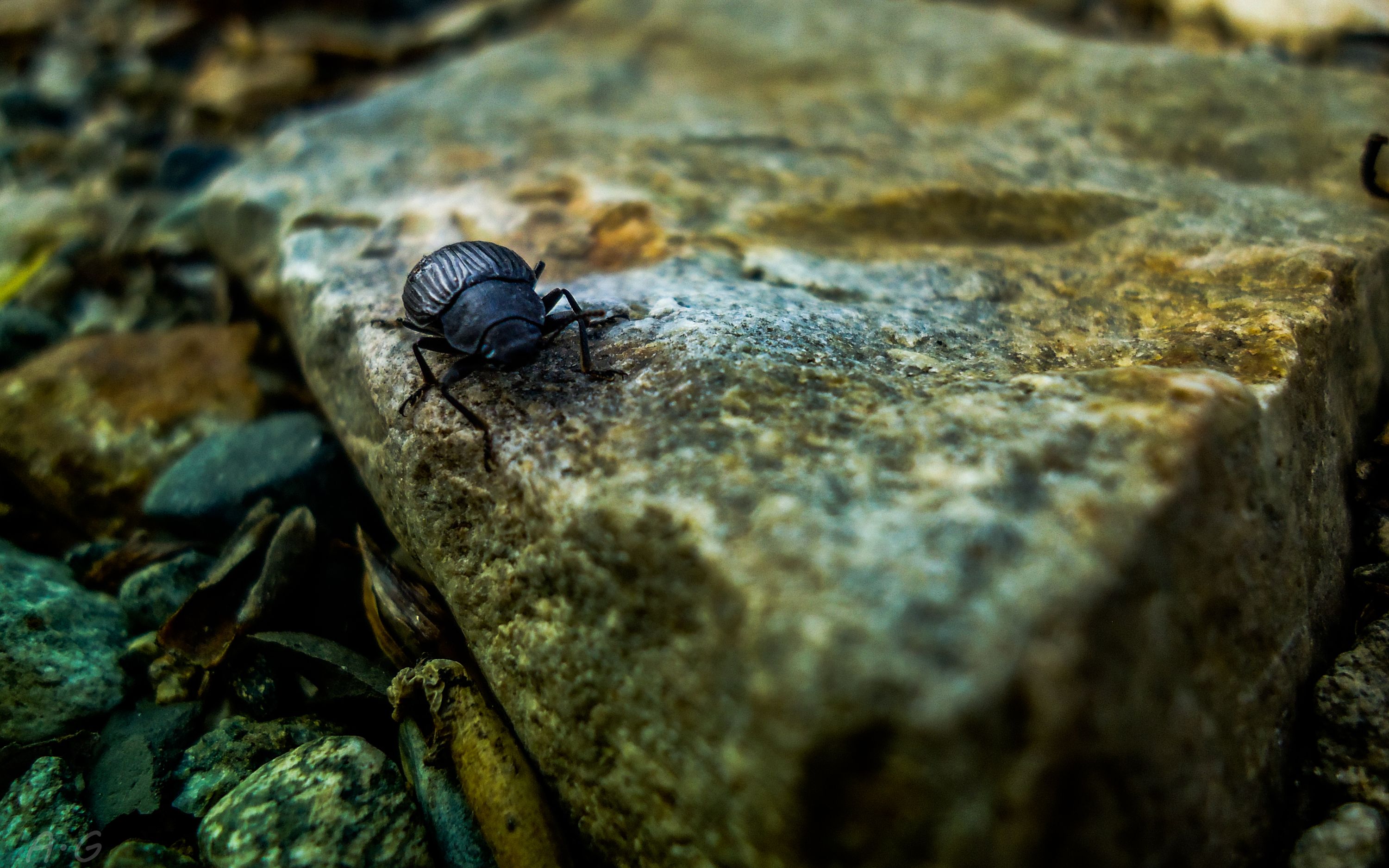 beatle