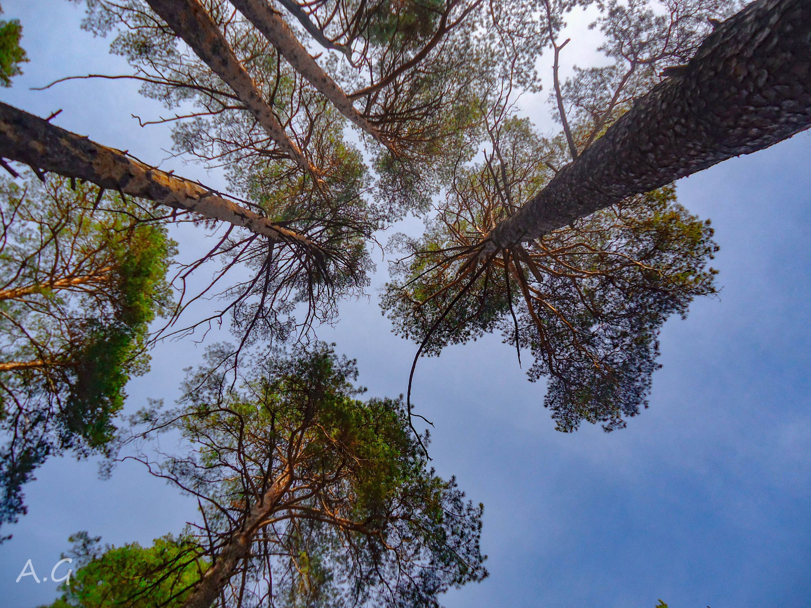 pine forest