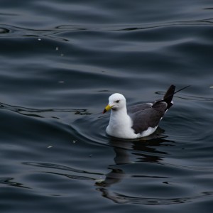 gull