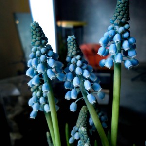 Muscari