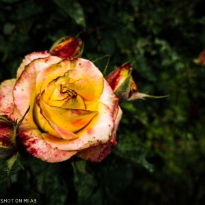 IMG_20200603_163721_1