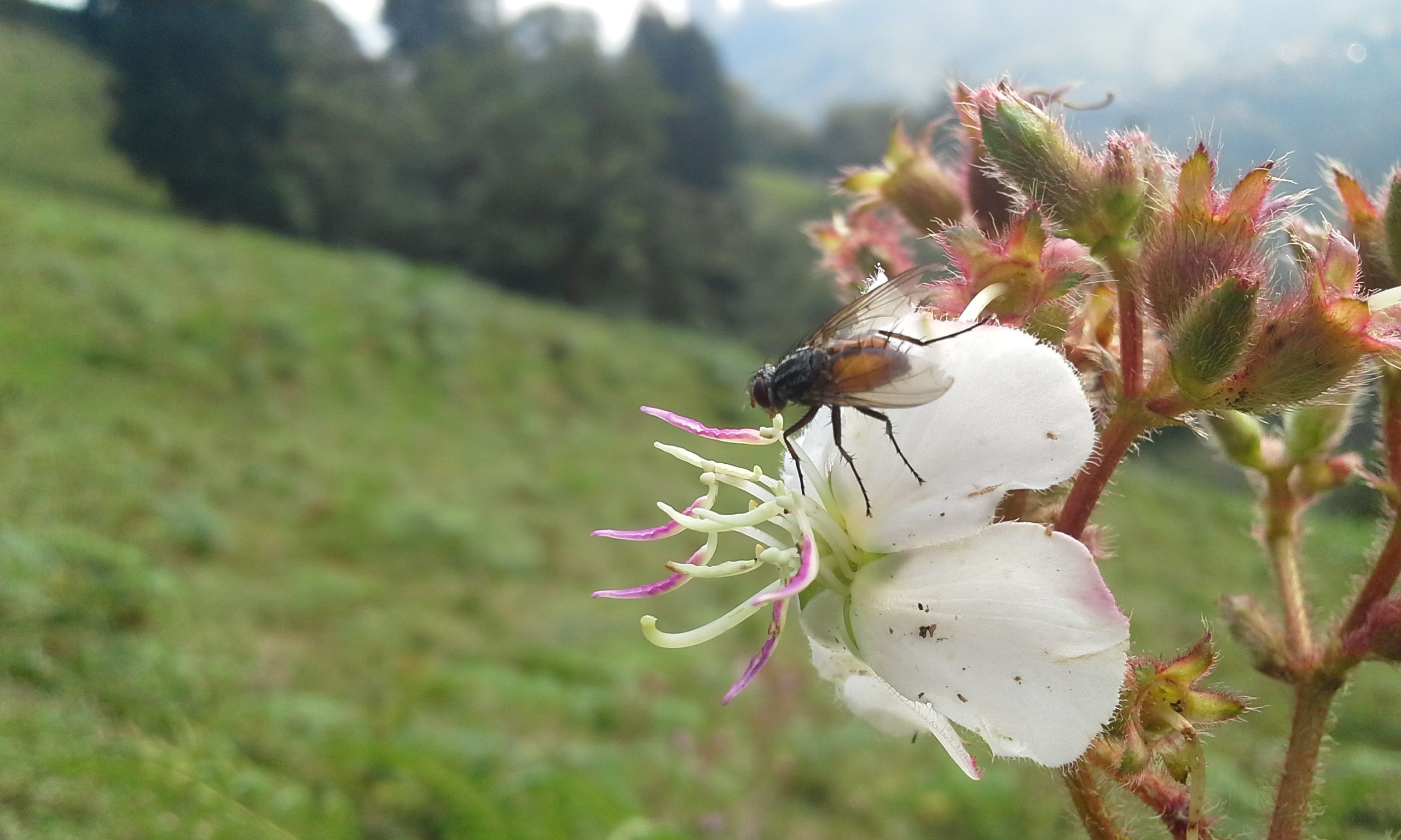 La mosca y la flor