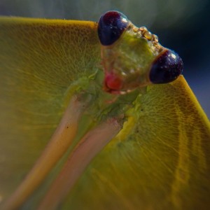 Mantis de Escudo género Choeradodis.