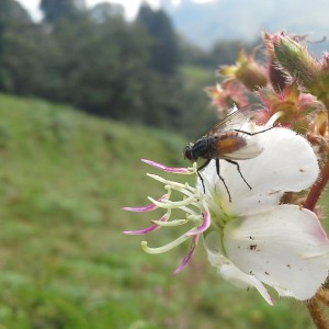 La mosca y la flor