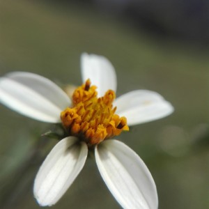 La intimidad de la flor