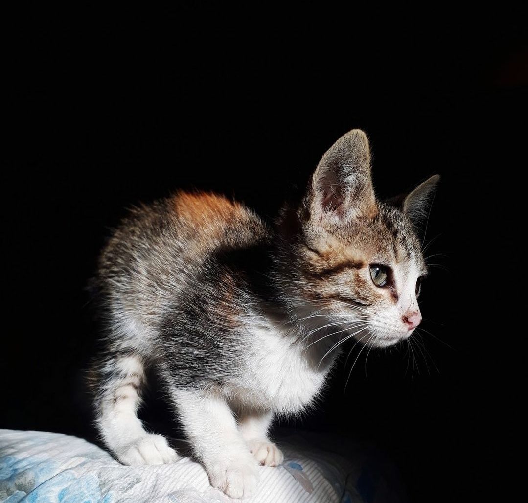 inbound215708050666391162