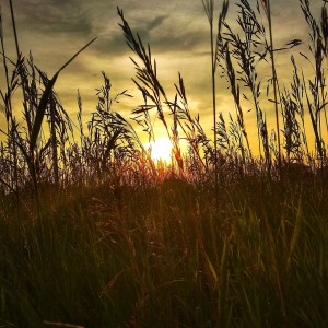 Трава у дома