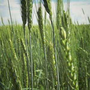 IMG_20200707_154101-01