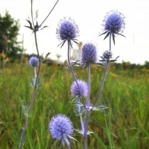 Чертополох