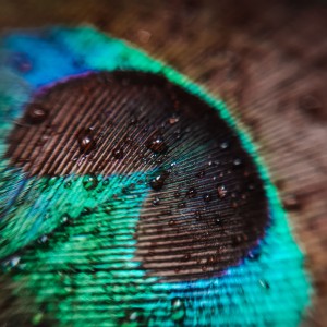 inbound320219468798258198