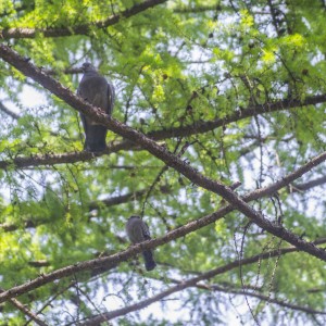 inbound265495706591272529