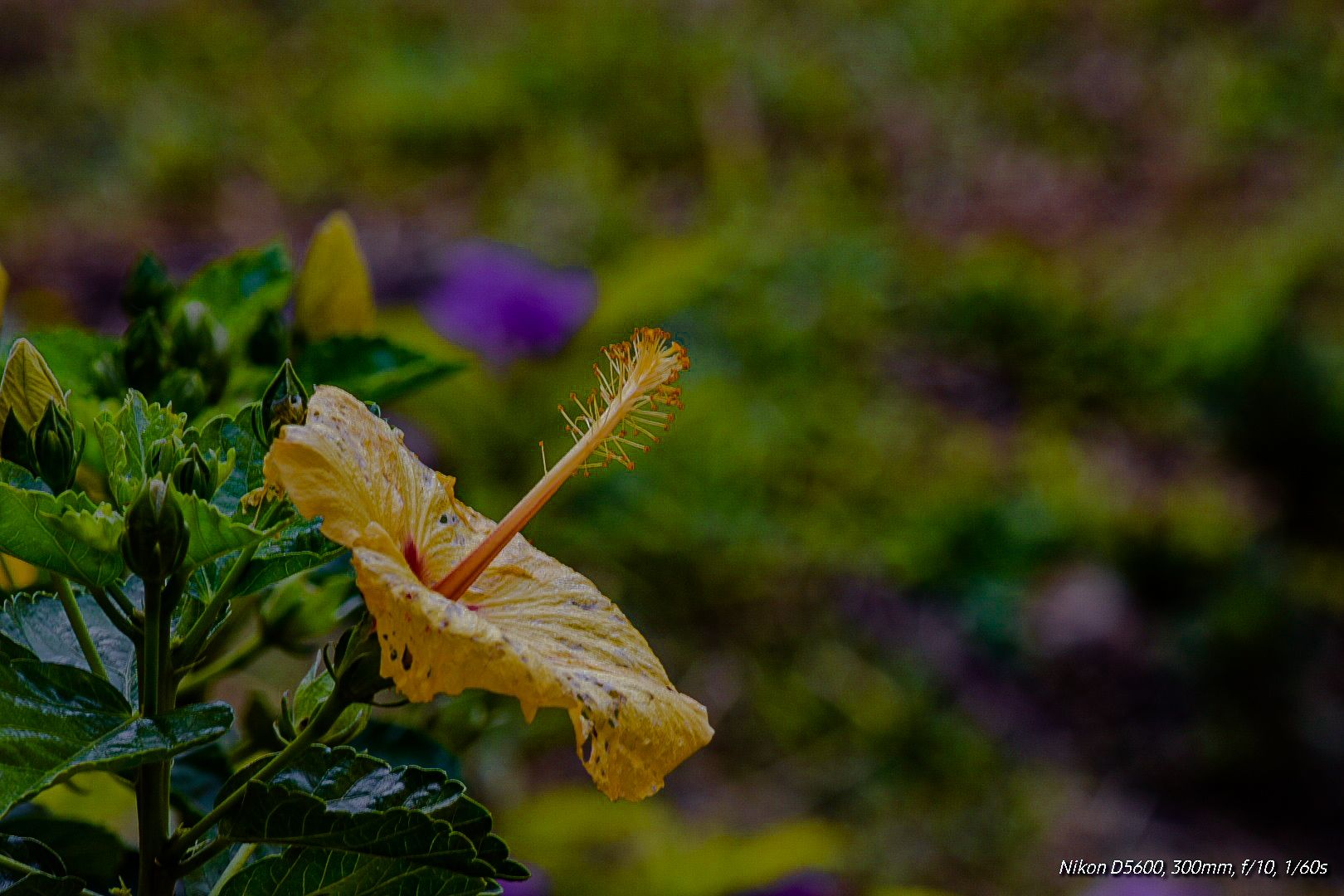 San Joaquín_DSC2426