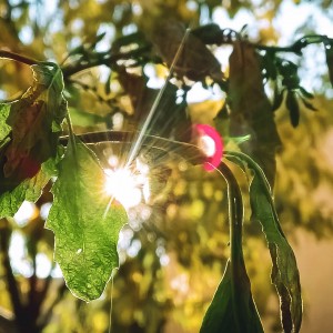 Backyard Sunrise