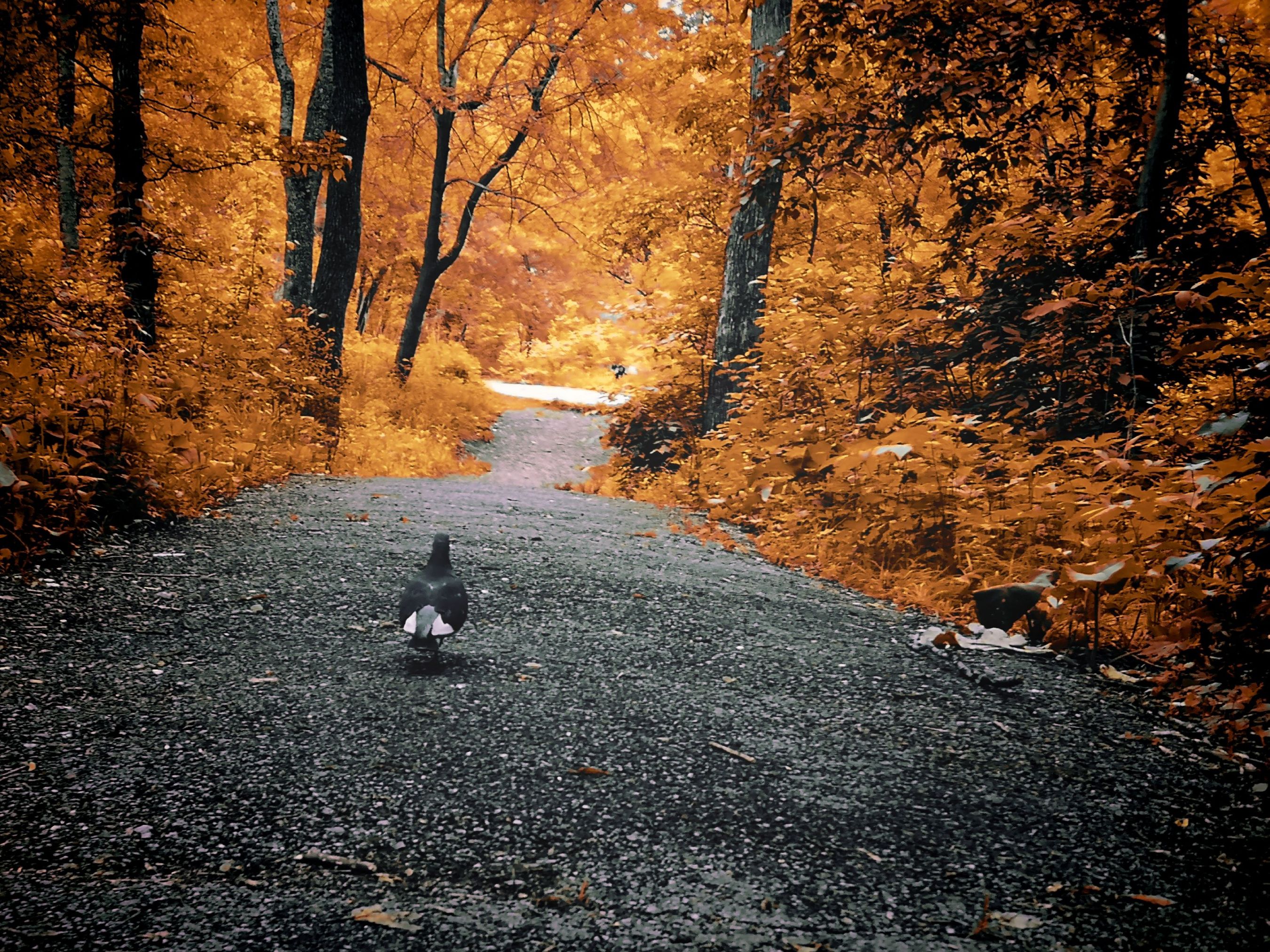 inbound4668829190189796116