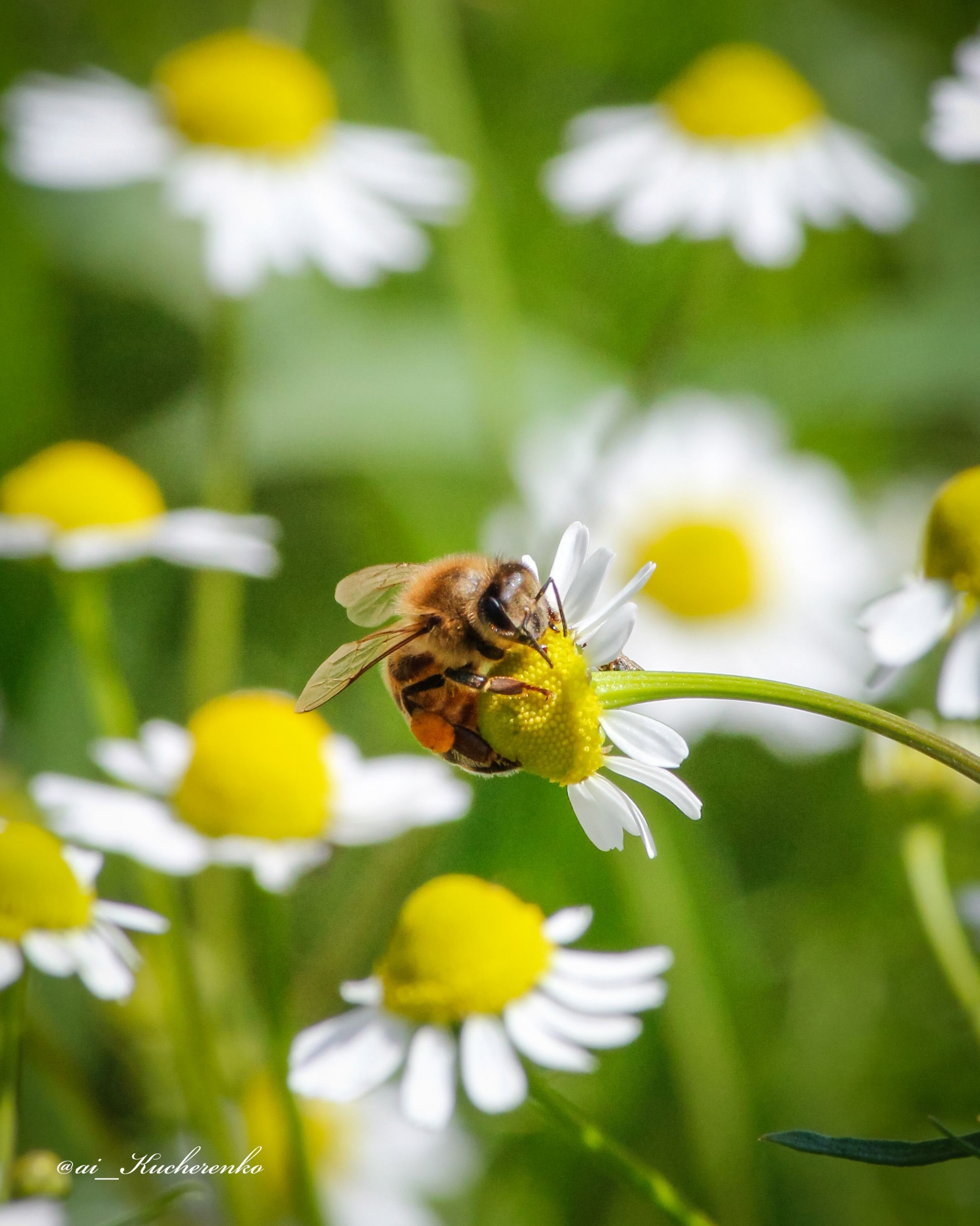 Beeonflower