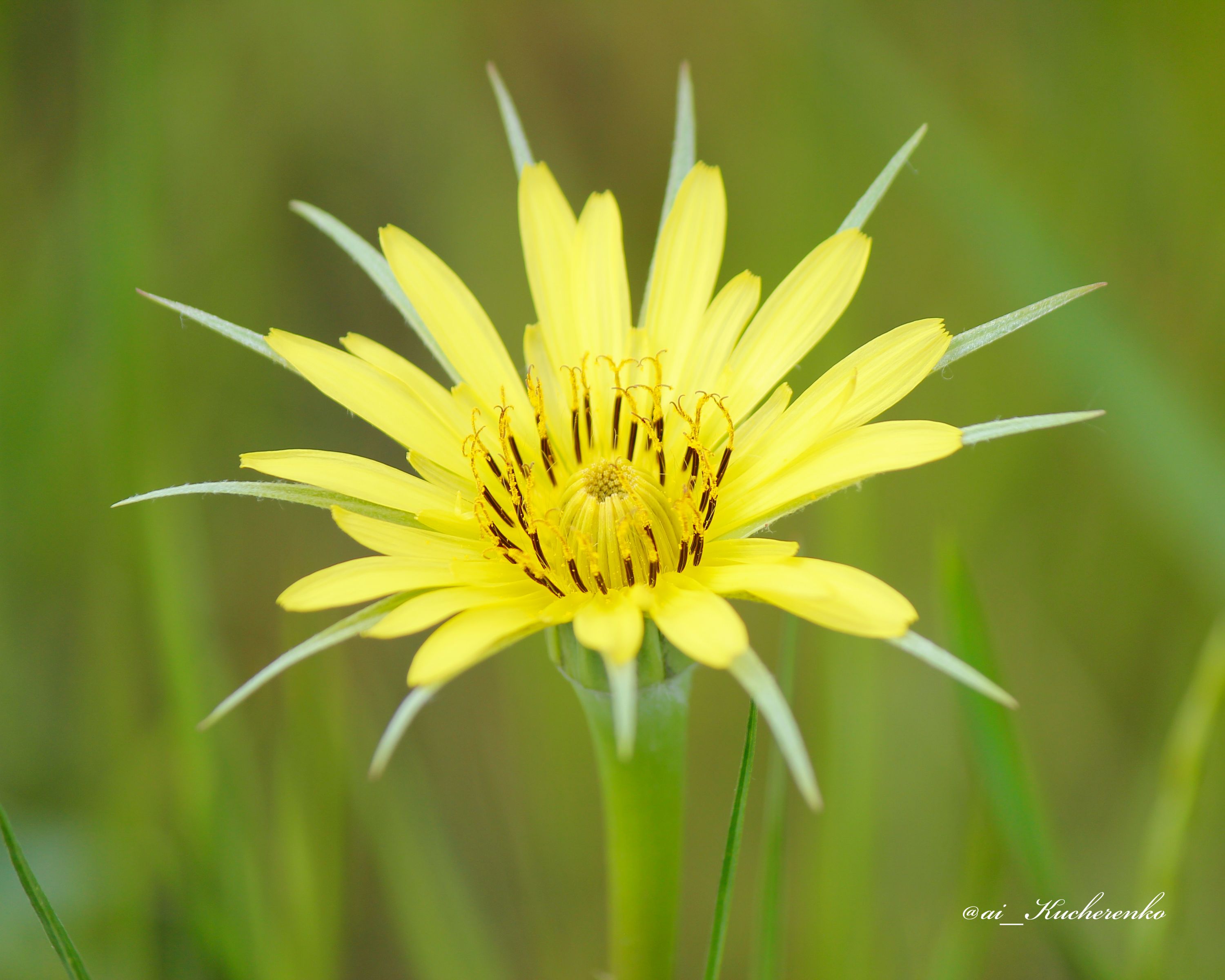 Yellow flower