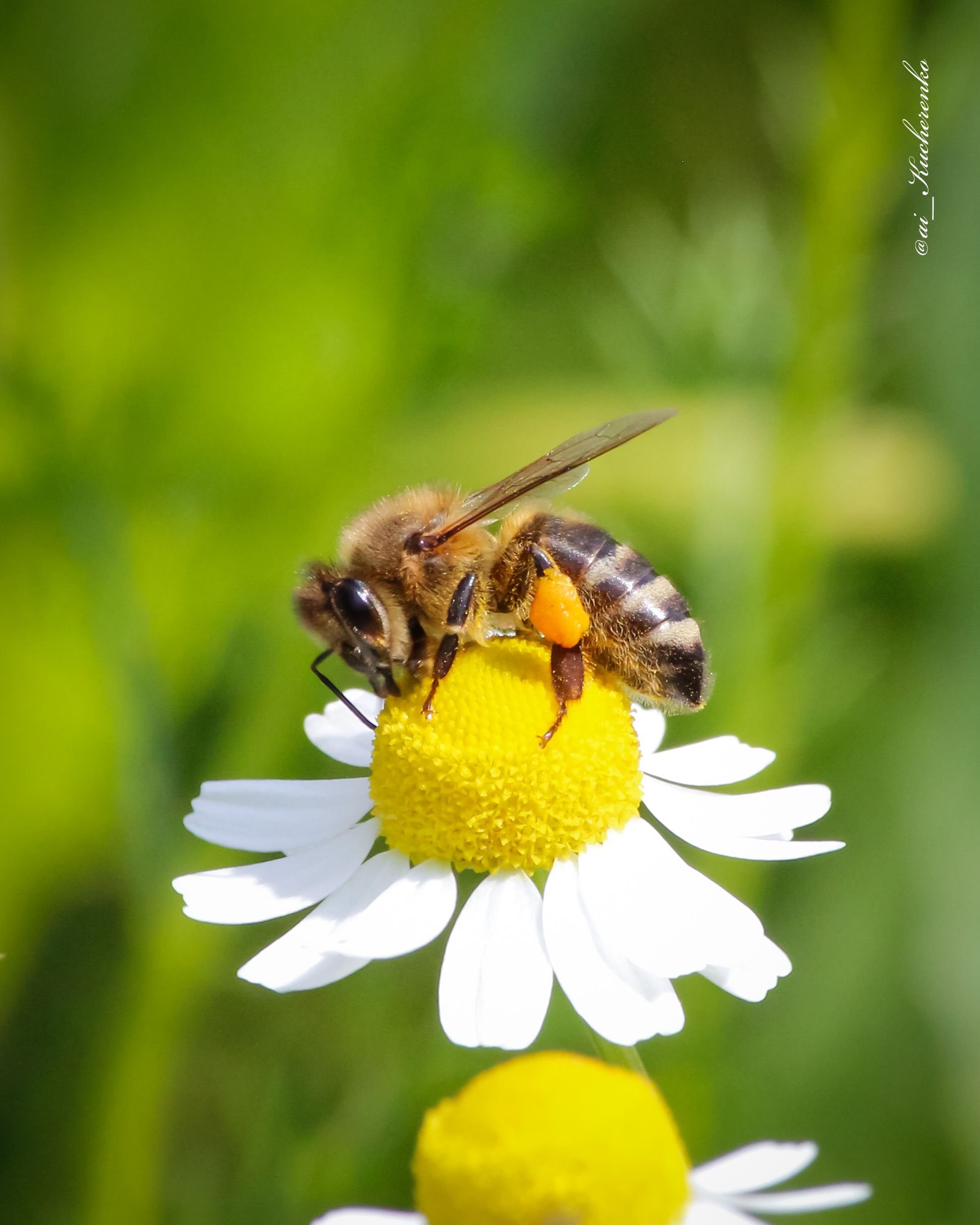 Bee