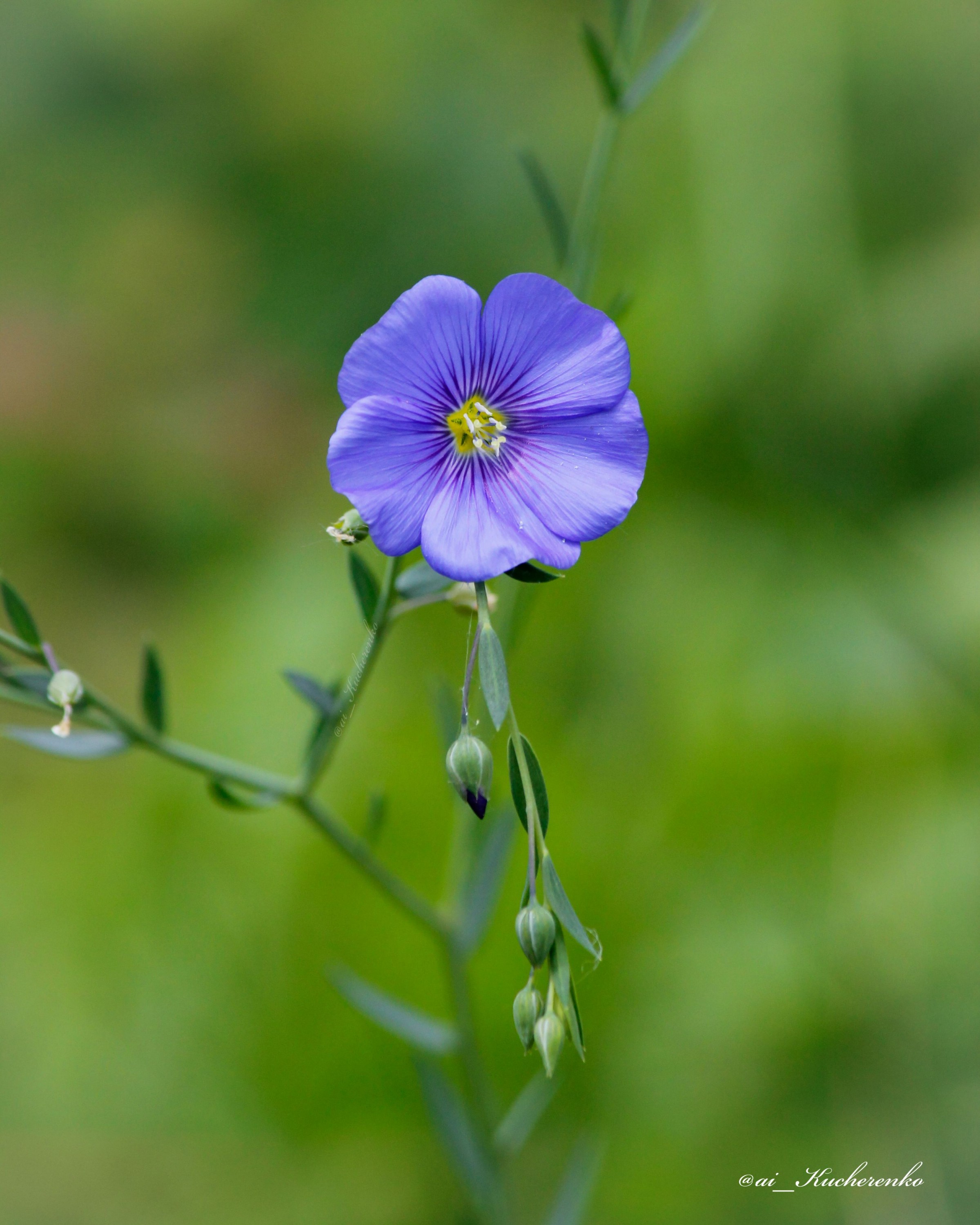 Blue flower